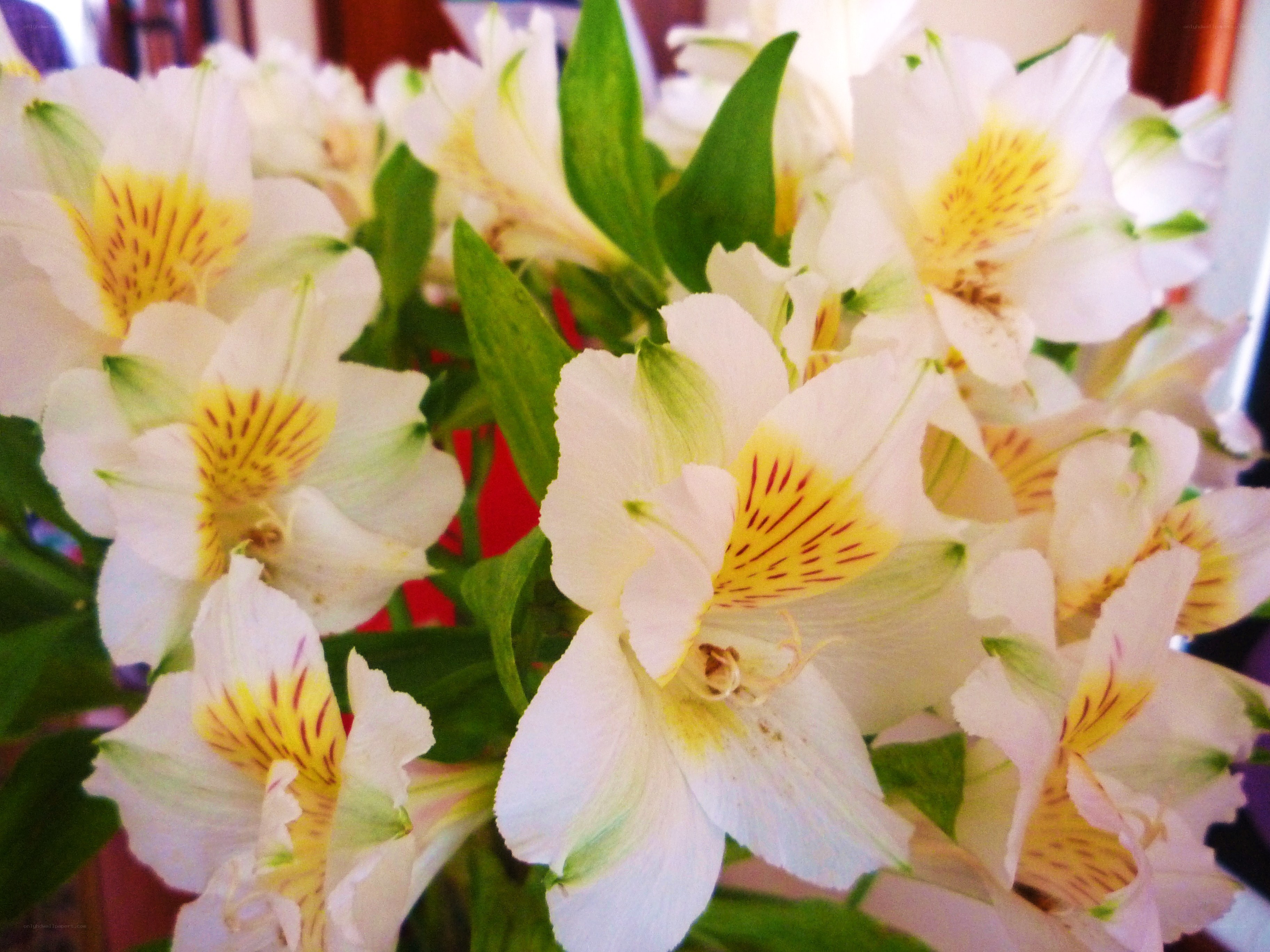 white alstroemeria flowers