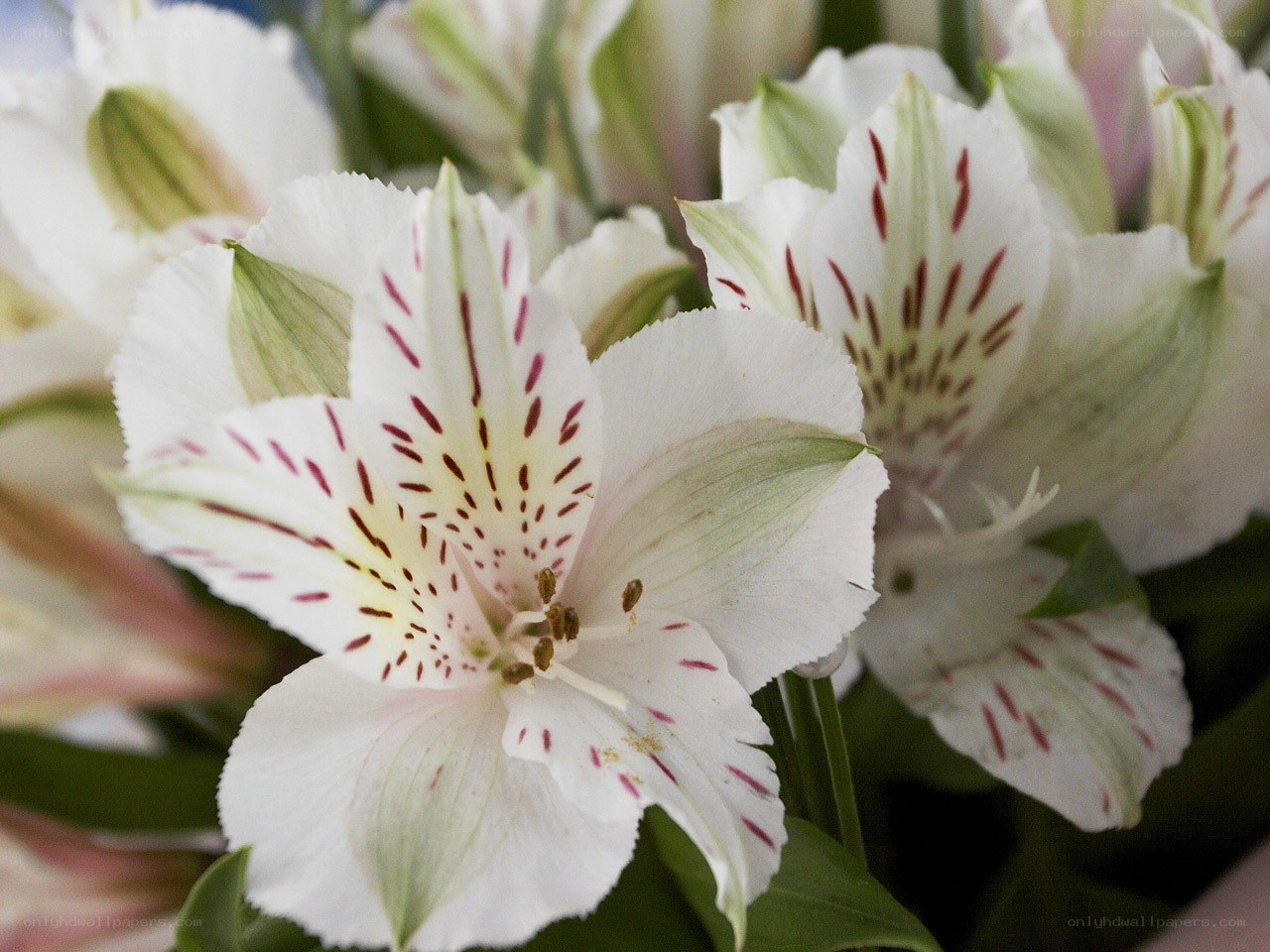 White alstroemeria flowers