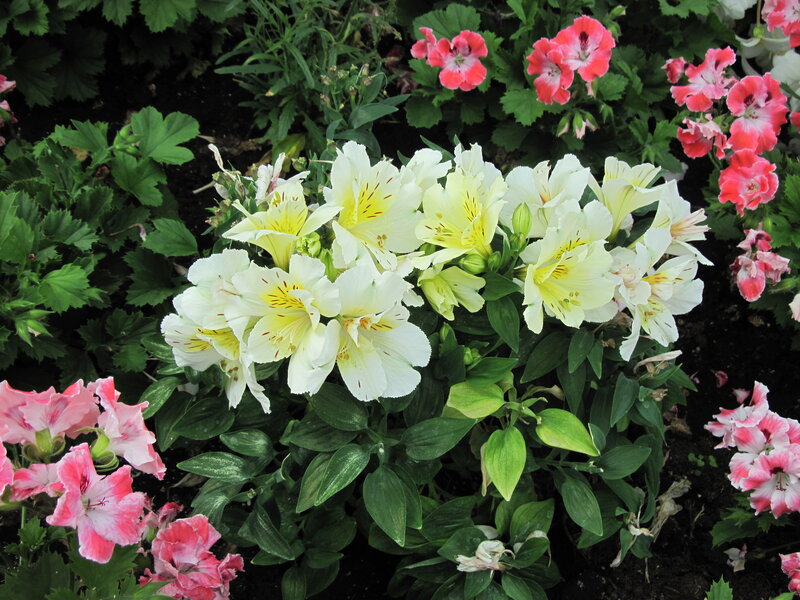 White Alstroemeria Flowers — Calm, Afternoon