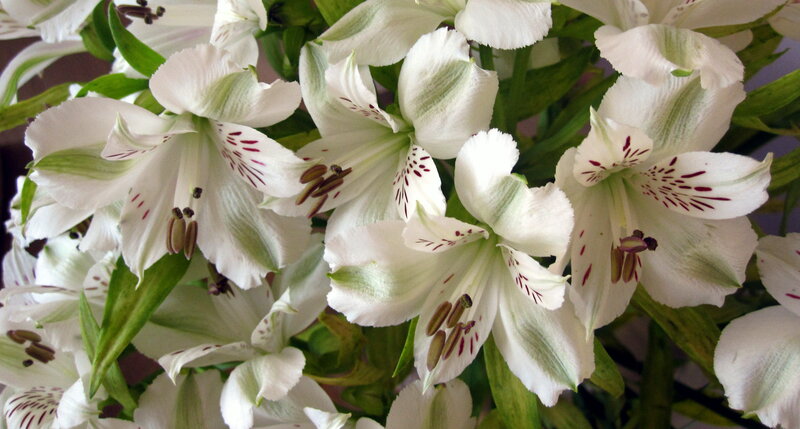 White Alstroemeria Flowers — Calm, Photograph, Green Leaves