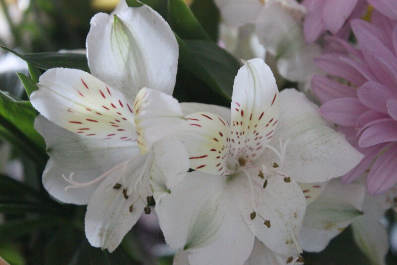 White Alstroemeria Flowers — Calm, Photograph