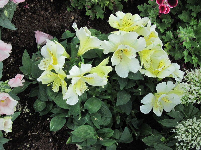 White Alstroemeria Flowers — Calm, Spring
