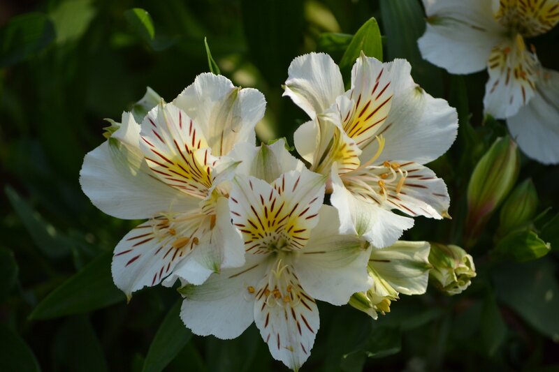 White Alstroemeria Flowers — Calm