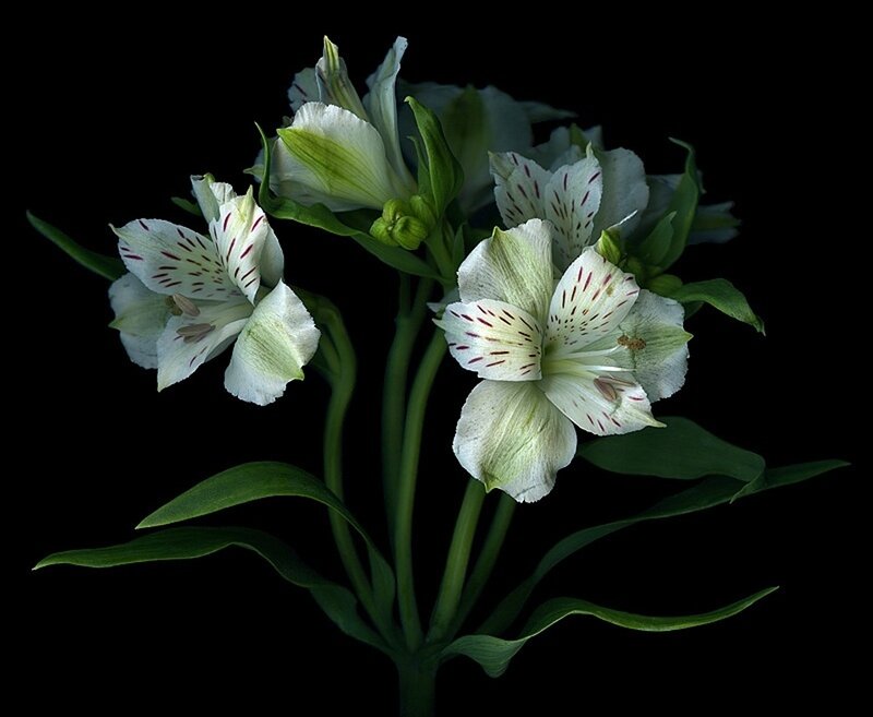 White Alstroemeria Flowers — Dramatic, Photograph, Green Leaves, Flower Buds