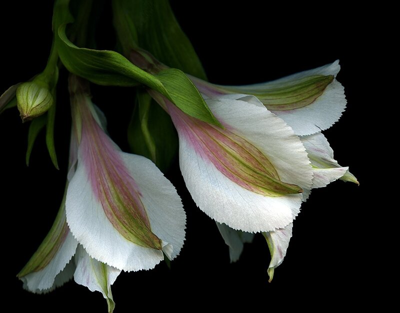 White Alstroemeria Flowers — Dramatic, Photograph, Green Leaves