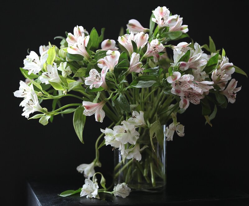 White Alstroemeria Flowers — Dramatic, Photograph