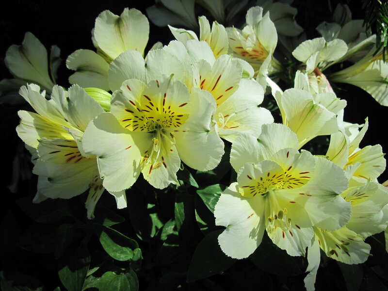 White Alstroemeria Flowers — Dramatic