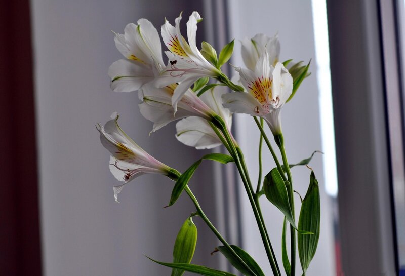 White Alstroemeria Flowers — Serene, Afternoon, Photograph, Green Stems