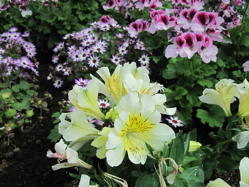 White Alstroemeria Flowers — Serene, Afternoon
