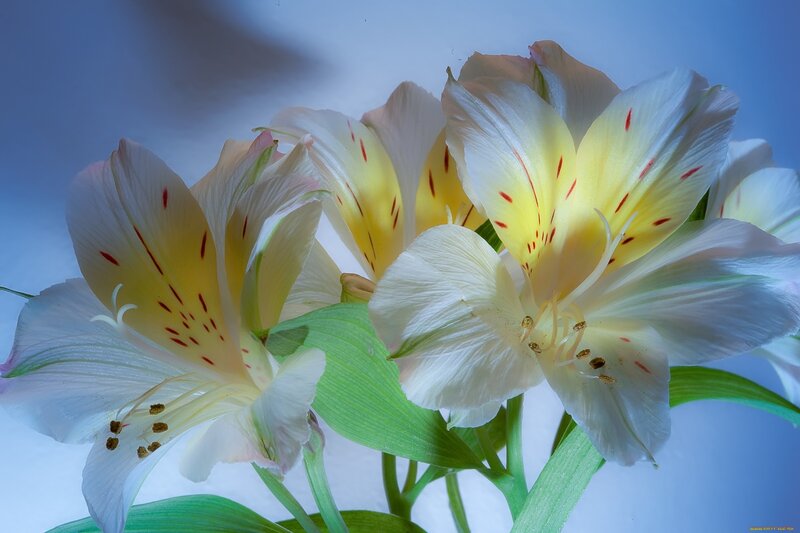 White Alstroemeria Flowers — Serene, Photograph, Green Leaves