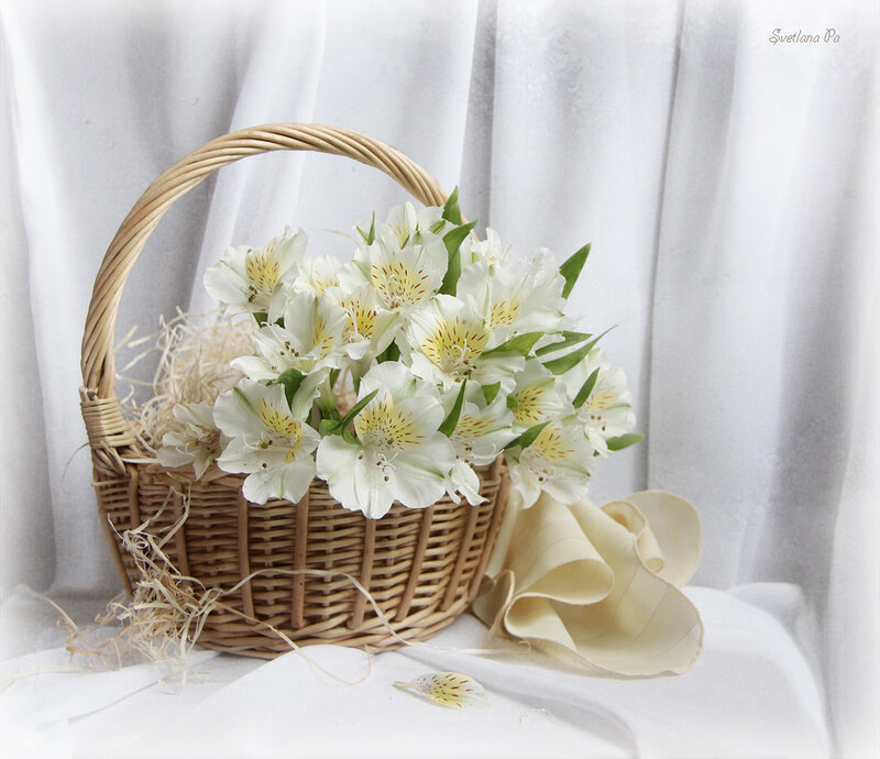 White Alstroemeria Flowers — Serene, Photograph