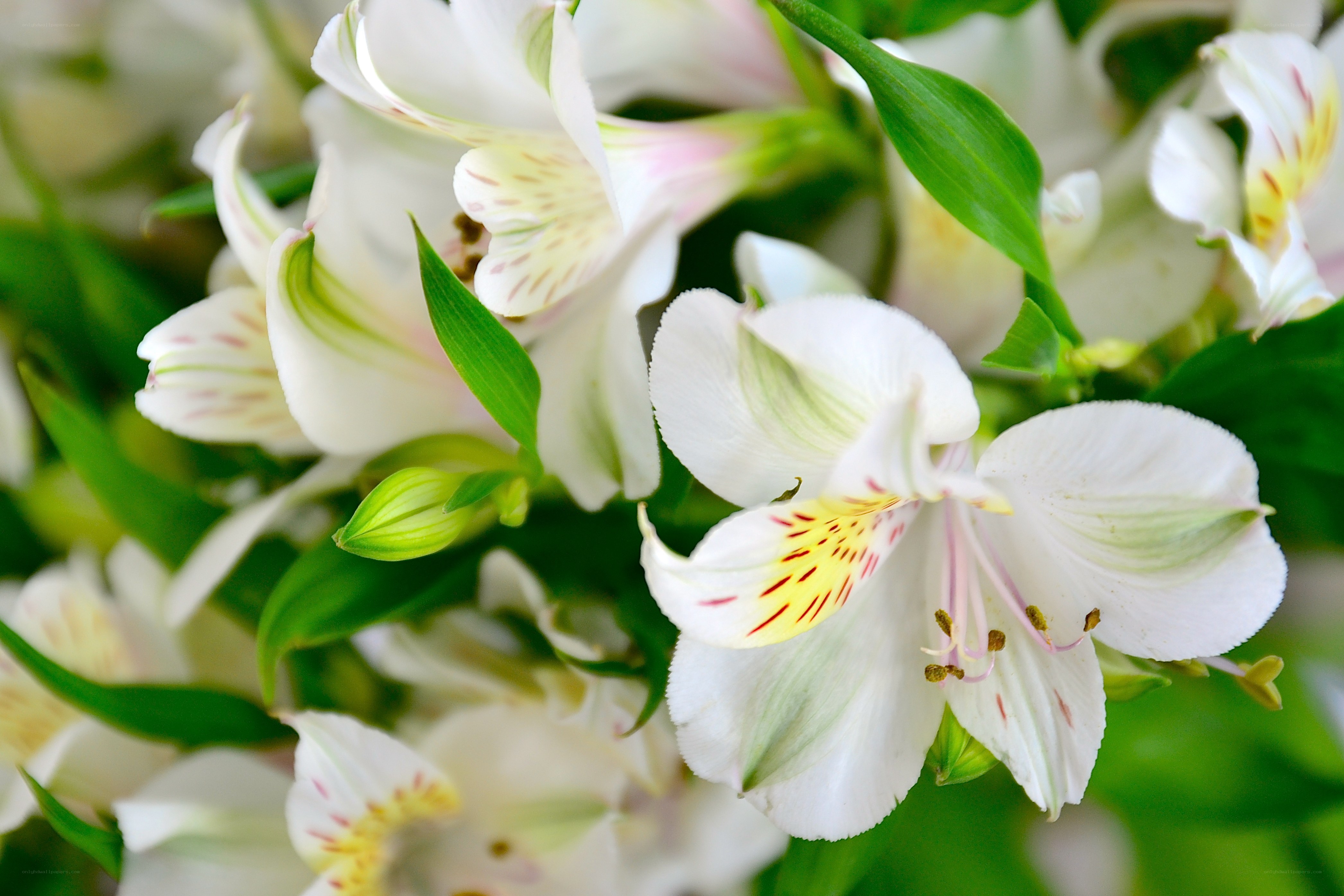 White alstroemeria flowers