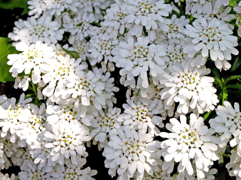 White Alyssum Flowers — Calm, Afternoon