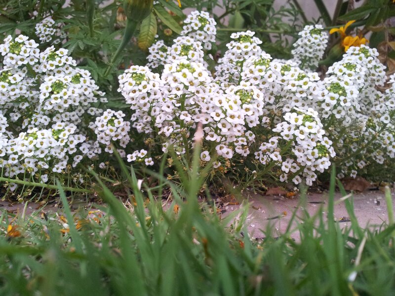 White Alyssum Flowers — Calm, Spring, Photograph, Grass