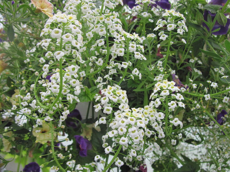 White Alyssum Flowers — Calm, Spring, Photograph, Green Leaves