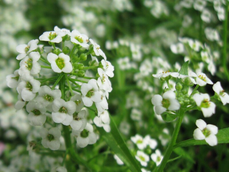 White Alyssum Flowers — Calm, Spring, Photograph
