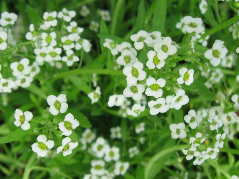 White Alyssum Flowers — Calm, Spring