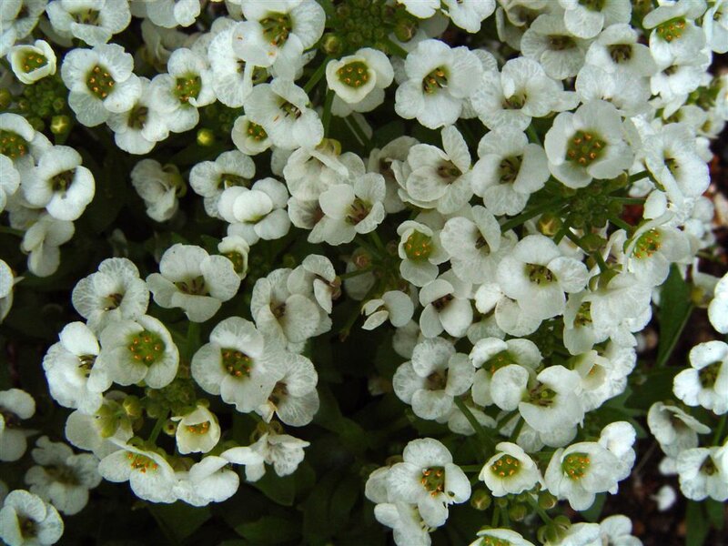 White Alyssum Flowers — Calm