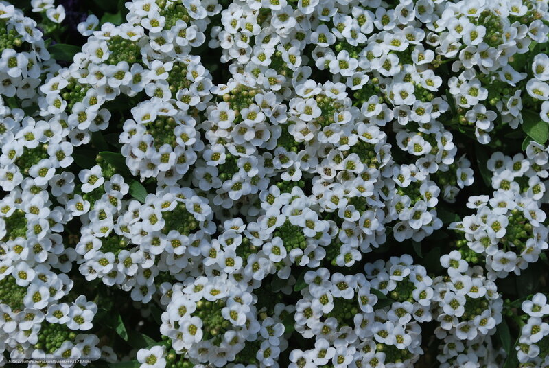 White alyssum flowers in bloom