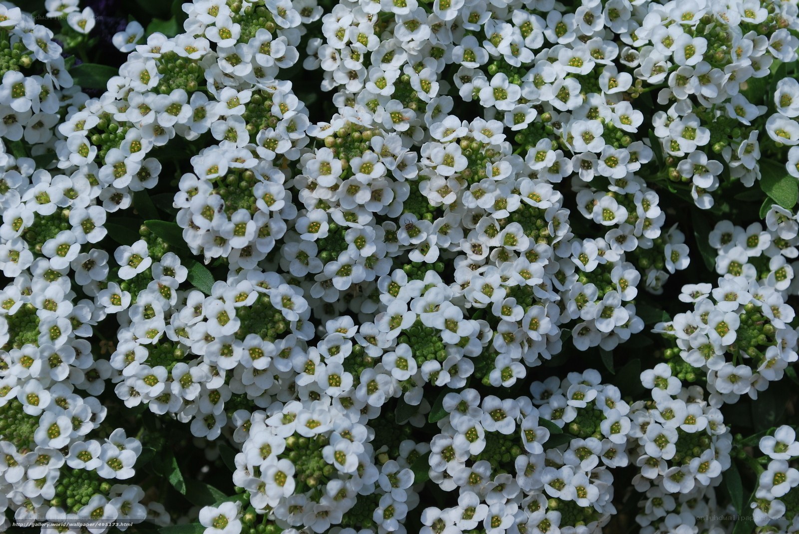 White alyssum flowers in bloom