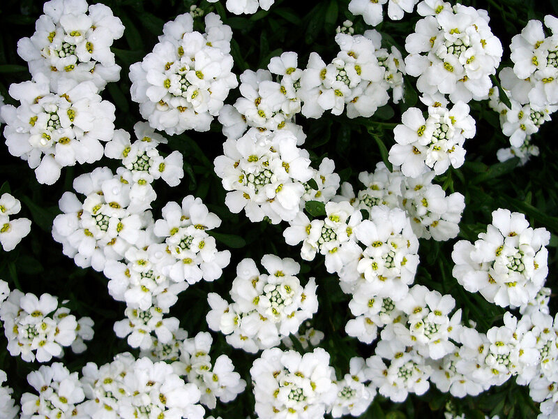 white alyssum flowers