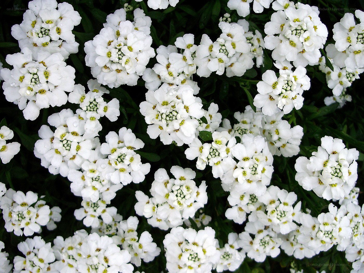 white alyssum flowers