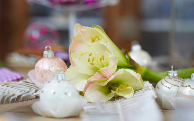 White Amaryllis Flower — Calm, Photograph
