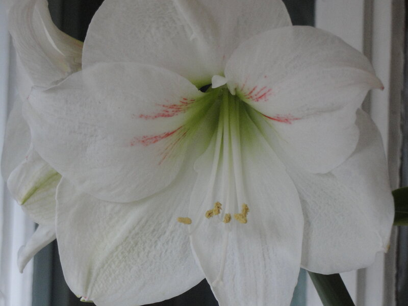 White Amaryllis Flower — Calm