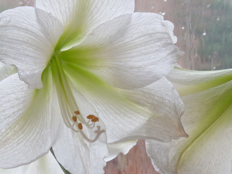 White amaryllis flower close-up