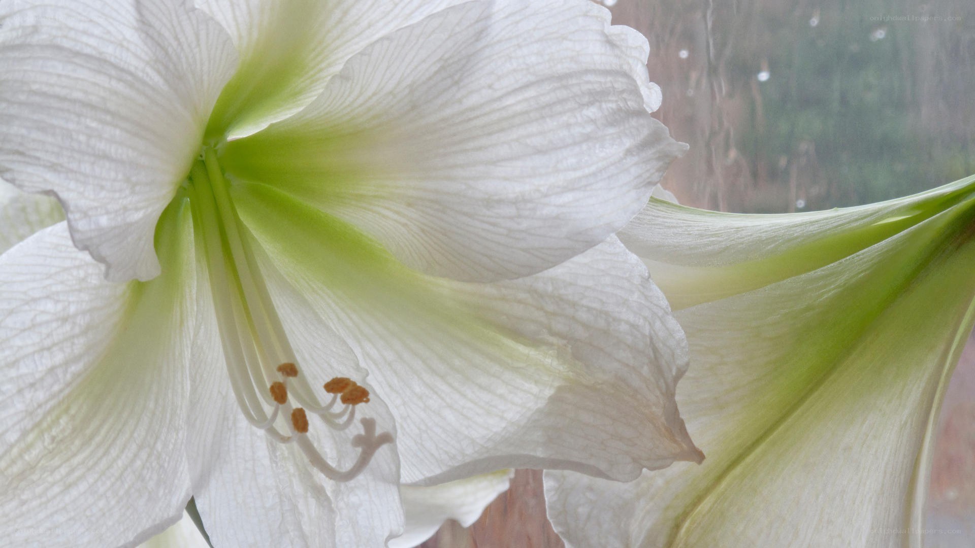 white amaryllis flower close-up
