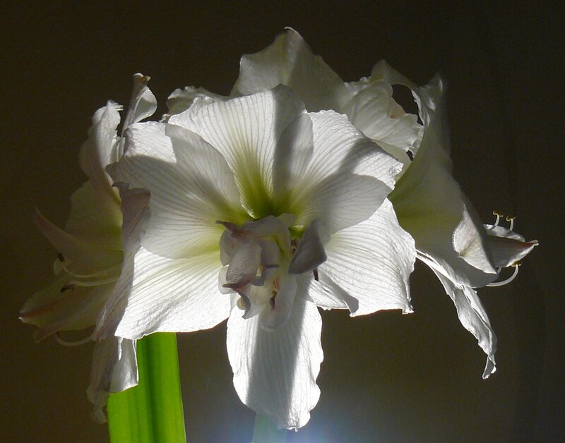 White Amaryllis Flower — Dramatic