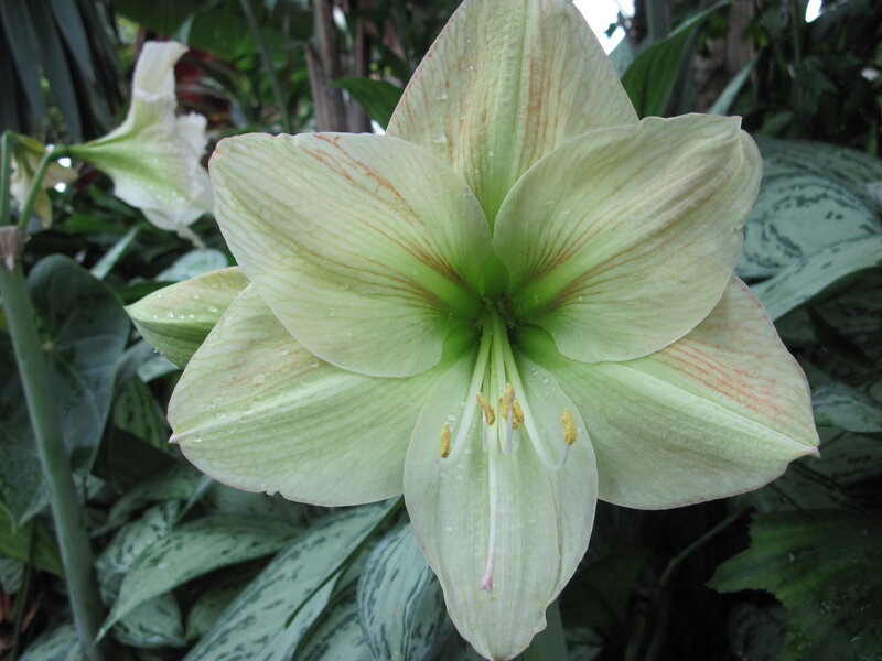 White Amaryllis Flower — Green, Calm