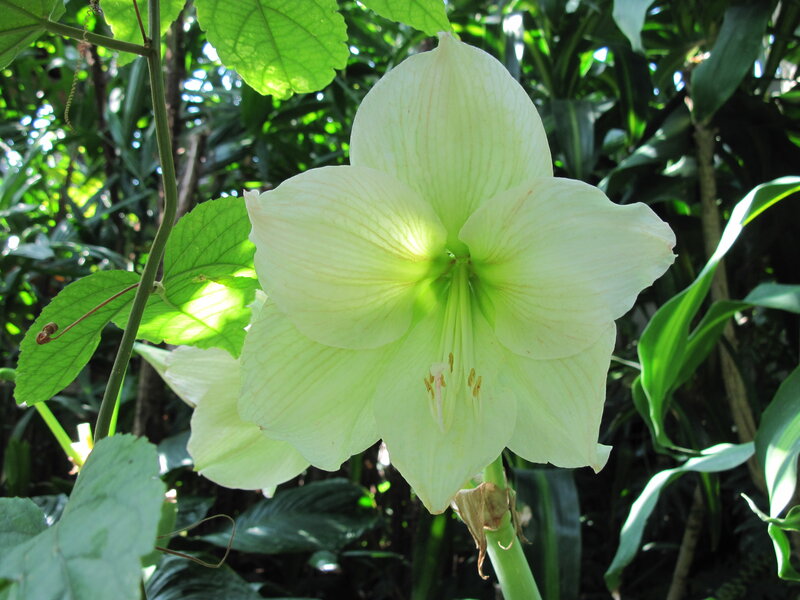 White Amaryllis Flower — Green, Serene, Afternoon