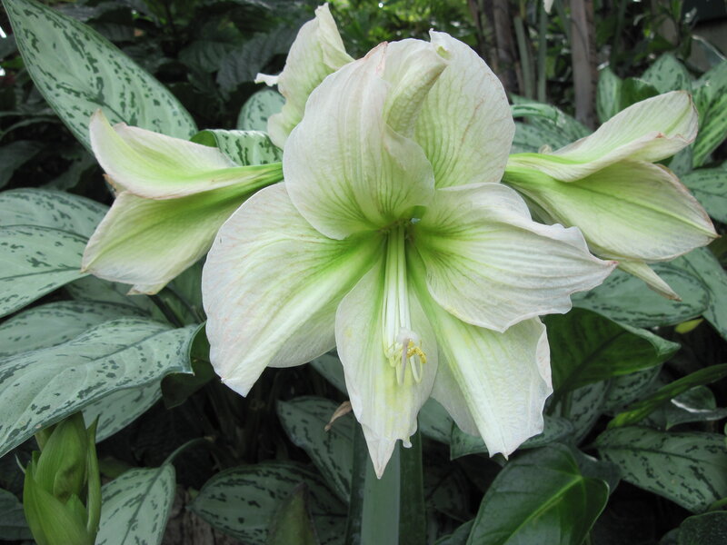 White Amaryllis Flower — Green, Serene, Photograph