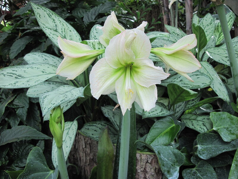 White Amaryllis Flower — Green, Serene