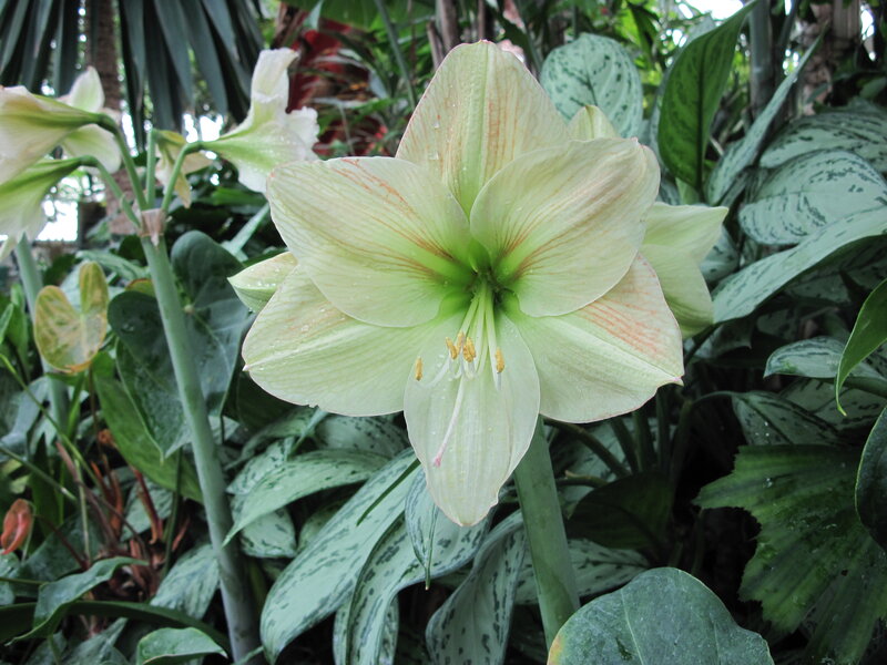 White Amaryllis Flower — Green