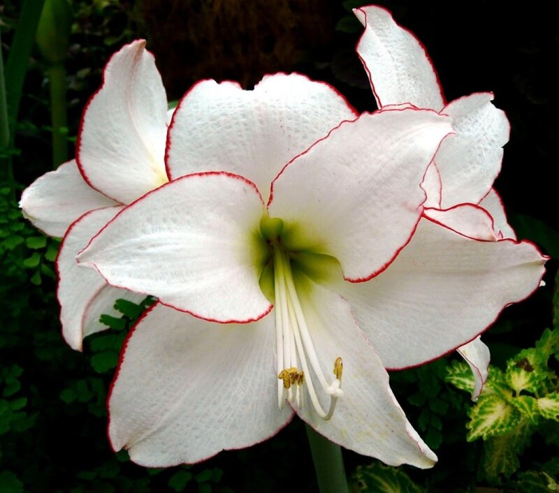 White Amaryllis Flower — Serene, Photograph