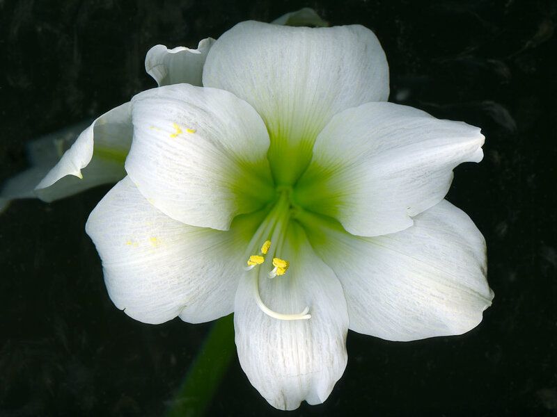white amaryllis flower