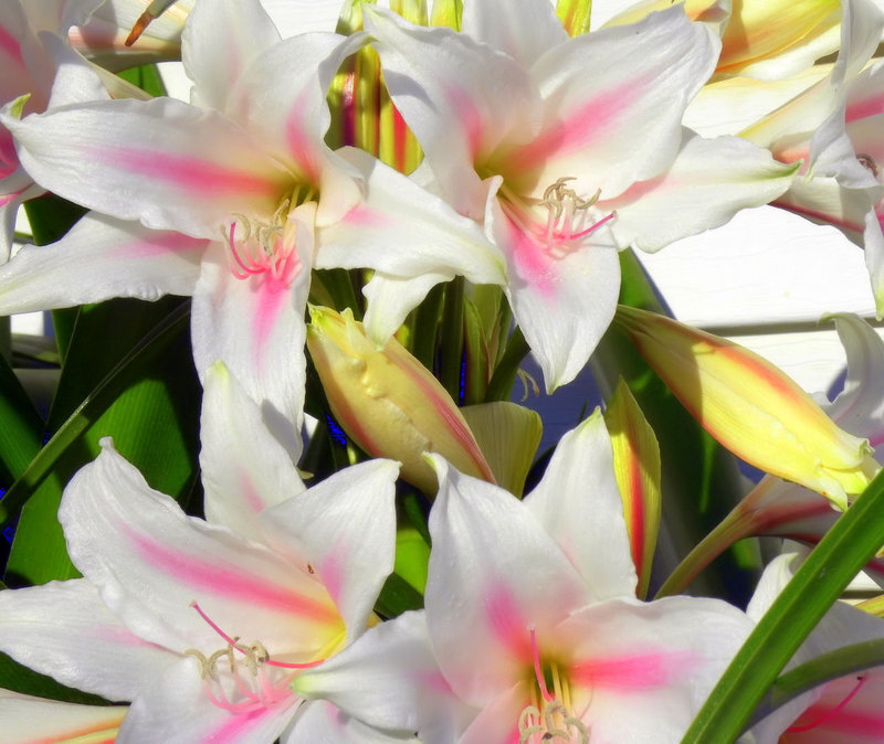 White Amaryllis Flowers — Bright
