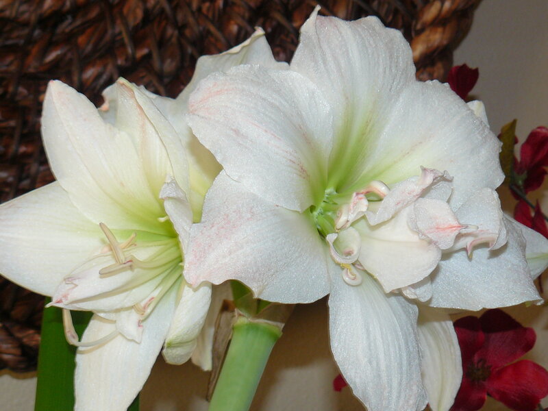 White Amaryllis Flowers — Calm