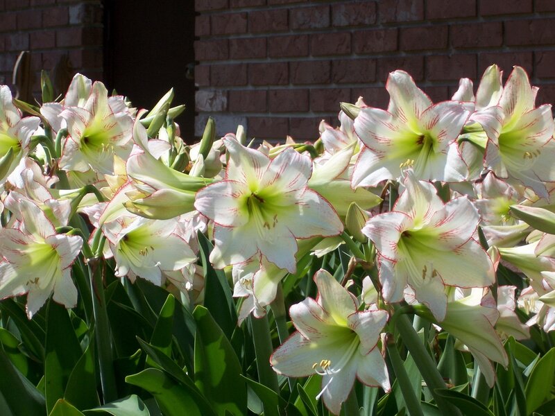 White amaryllis flowers in bloom