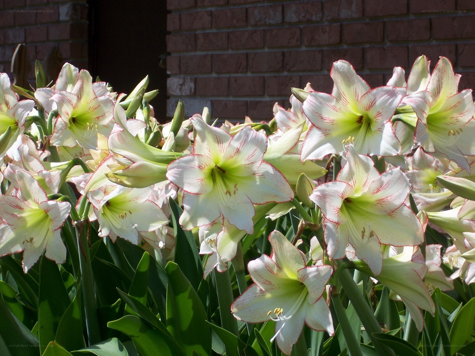 White amaryllis flowers in bloom
