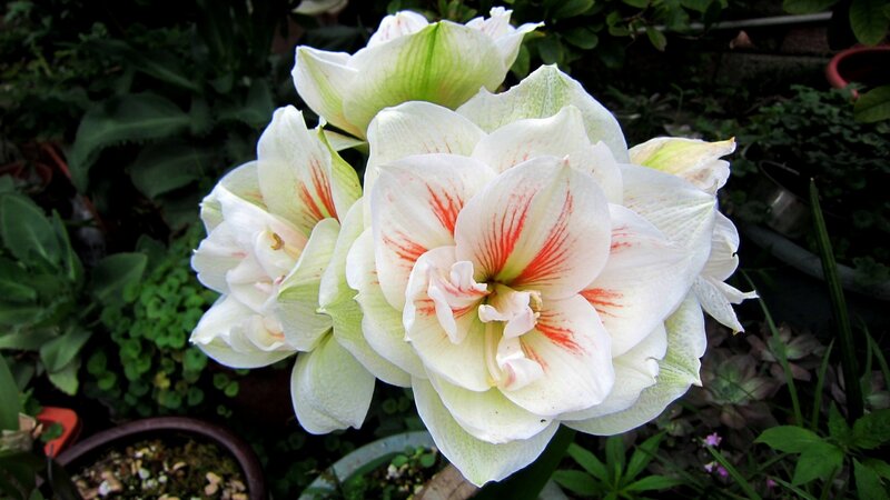 White Amaryllis Flowers — Serene, Afternoon