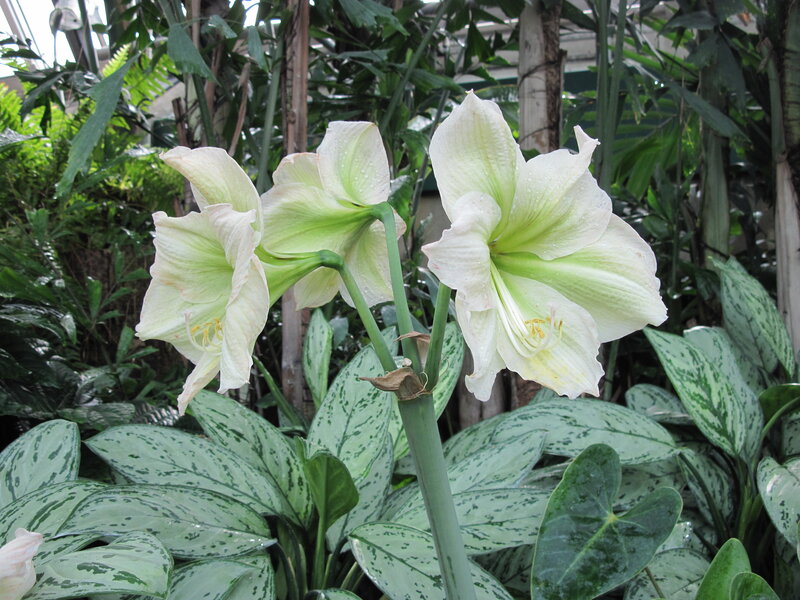 White Amaryllis Flowers — Serene, Photograph, Green Leaves
