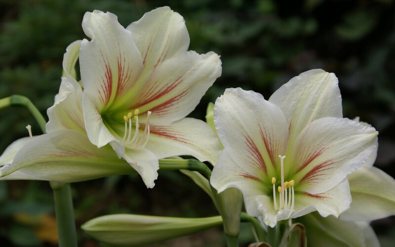 White Amaryllis Flowers — Serene, Photograph