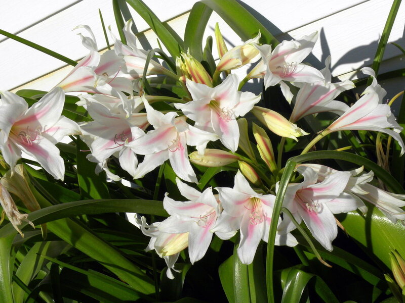 White Amaryllis Flowers — Serene