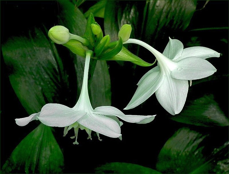 White Amaryllis Flowers