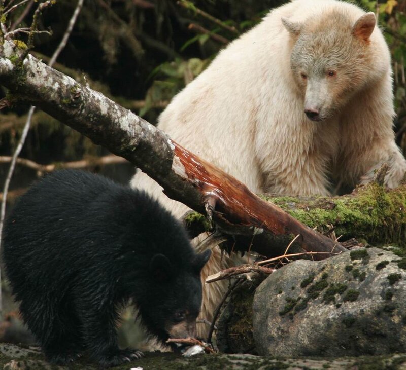 White and Black Bear Cubs