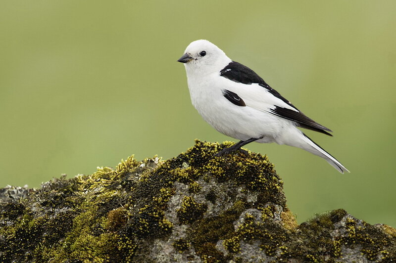 White and Black Bird — Calm