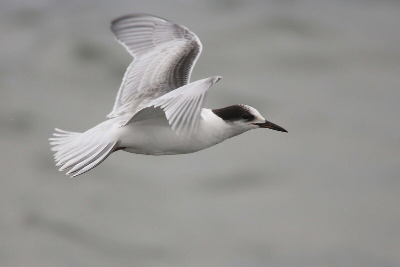 White and Black Bird — Gray